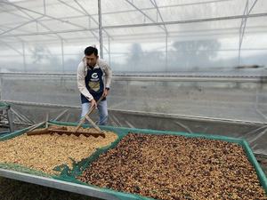 Café Vert Robusta Premium du Vietnam, Traitement Miel Rouge, Calibre 16, Origine Unique, Sac de 40kg - Product Image 3