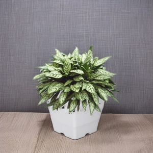 Maceta de Vietnam al mejor precio-Wave Square Pot - Product Image 1