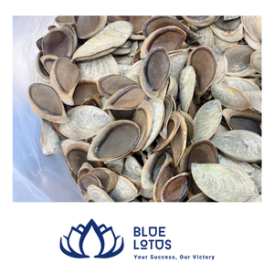 [VENTE CHAUDE] Coquille d'opercule de Murex de la ferme Blue Lotus, matière première pour huile parfumée, encens, extrait de parfum, forme Thanh Hoa - Product Image 1