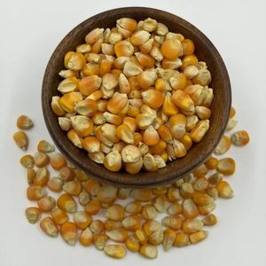ข้าวโพดเหลืองไม่ใช่พืช GMO ไม่ใช่ข้าวเหนียว 100% ธรรมชาติ อบแห้ง 50 กก. เกรดอาหารสัตว์ สำหรับอาหารวัวและสัตว์ปีก ขายส่ง - Product Image 3