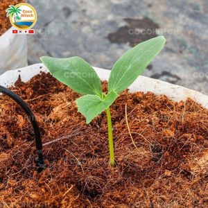 Substrato de Coco Premium, Turba de Coco, Fibra de Coco, Medio de Cultivo Natural sin Tierra para Plantas y Agricultura - Product Image 3