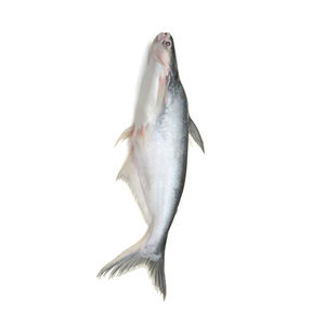 Pescado gato envasado a granel listo para envío internacional en cadena de frío - Product Image 3