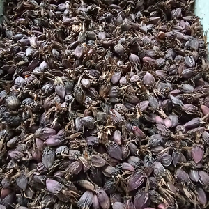 Cardamome noire indienne biologique séchée à la pompe à chaleur, Badi Elaichi Amomum Subulatum, faible humidité, exportateur en vrac, épice aromatique pour Biryani - Product Image 2