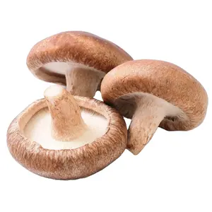 Fresh Shiitake mushroom Vietnamese supplier cheap price fast delivery