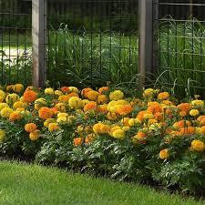Semillas de Caléndula Premium |   Semillas de Flores Híbridas de Alta Germinación |   Semillas de Caléndula de Alto Rendimiento Sin OMG para Cultivo Comercial - Product Image 5