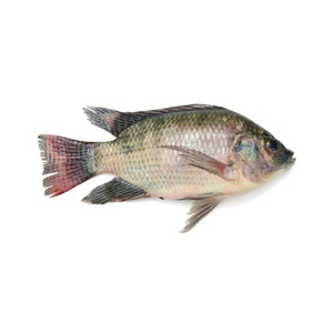 Pescado Tilapia Congelado Disponible para Compra al por Mayor con Precios Competitivos del Mercado - Product Image 2