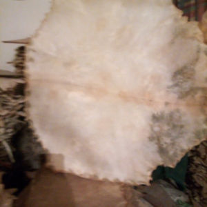 Accessoires pour instruments de musique : Peaux de tambour en poils de chèvre - Product Image 2