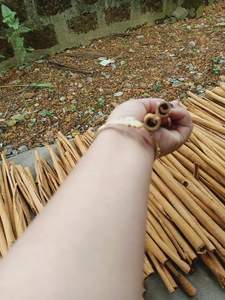 Export Ready Eco-Friendly Dried Cinnamon Cassia Sticks Natural <b>Christmas</b> <b>Tree</b> Ornament <b>Blue</b> Lotus Farm Vietnam - Product Image 1