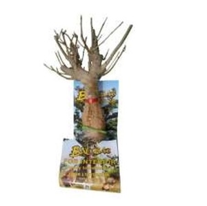 Highly Recommended Product Baobab Plant Tree Refrigerator Decoration Items Manufacturer - Product Image 1