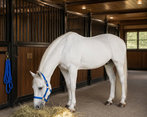 Blue Nylon Horse <b>Halter</b> with Gold Hardware Australian Saddle Style for Stable Use - Product Image 3