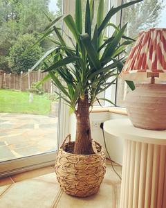 กระเช้าใส่ต้นไม้ลายทอจากผักตบชวา งานแฮนด์เมด ตะกร้าเก็บของ ขายส่ง เป็นมิตรกับสิ่งแวดล้อม ผลิตในเวียดนาม - Product Image 5