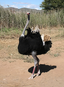 South <b>African</b> Black-necked Ostrich Breeding Birds NMF (PVT) LTD Brand Long Shelf Life for Bulk Orders International Markets - Product Image 2