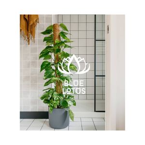 SUPPORT POPULAIRE : Piquets en fibre de coco de qualité standard pour le soutien des plantes industrielles et composant fiable pour les systèmes de pépinières commerciales - Product Image 1