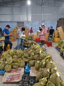 Carne de Durian Congelada - Calidad Premium de Vietnam - Product Image 4