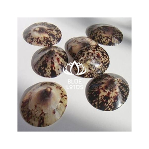 Coquille de limette très demandée pour l'artisanat et la décoration de cadeaux, avec finition soignée, forme unique et texture côtière distinctive - Product Image 1