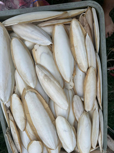 Produit phare : Os de seiche pur et durable, de haute qualité, très tendance, riche en calcium, jouet minéral pour oiseaux, direct usine - Product Image 5