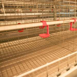 Sistema de Jaulas Tipo H <span class=keywords><strong>para</strong></span> Automatización Avícola Personalizable, Alimentación de <span class=keywords><strong>Gallinas</strong></span> Ponedoras, con Buen <span class=keywords><strong>Precio</strong></span> - Product Image 5