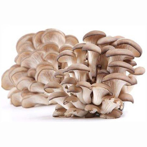 <b>Dried</b> Cultivated Mushrooms in Drums Bulk High Quality US Origin - Product Image 4