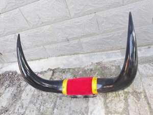 Par de Cuernos Decorativos Largos, Pulidos, para Montaje de Toro Taxidermizado |   Pares de Cuernos de Vaca Pulidos |   Decoración Occidental |   Auténticas Cuernas de Toro Montadas - Product Image 3