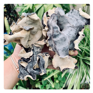 เห็ดหูไม้อบแห้งจากเวียดนาม - Product Image 2