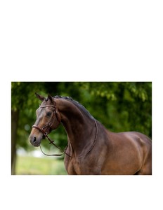 Lasting Durability High Quality Leather Equestrian Horse Bridle Customizable Designed for Reliable Use Comfortable Fit - Product Image 2