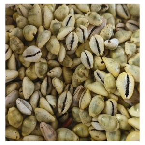 Premium Cowrie Shell for Decorative Crafts and Accessories with Bulk Orders and Global Buyers - Product Image 1