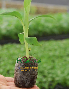 Coco Peat Pellets – Smart Growing Medium for Strong Roots, Healthy Seedlings and Sustainable Plant Growth Eco2go Vietnam - Product Image 6