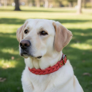 Collar de perro trenzado de alta calidad premium hecho de cuero genuino para un rendimiento duradero y cómodo, collares en venta. - Product Image 2