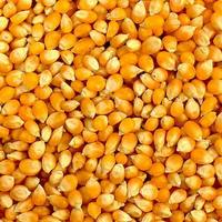 Maïs jaune séché non glutineux de qualité supérieure, prix usine, vente chaude, qualité 1, pour consommation humaine, sans OGM, alimentation animale, maïs à éclater, 25/50 kg, PP