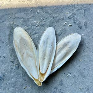 Hueso de Sepia Premium de 4-7 Pulgadas para Loros y Aves, Suplemento Natural de Calcio, Blanqueado, Venta al Por Mayor, Proveedor de Vietnam - Product Image 1