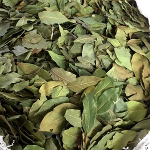 Feuilles de Laurier de Qualité Supérieure en Gros, Prêtes à l'Expédition, Qualité Alimentaire, Exportation Mondiale - Product Image 1