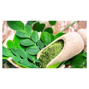 Poudre de feuilles de Moringa en gros, riche en vitamines, pour boissons et compléments santé - Product Image 2