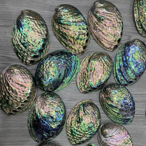 Natural <b>Abalone</b> <b>Shell</b> Raw and Polished Mixed Size Seashell Vietnam Factory Bulk Manufacturer Export - Product Image 1