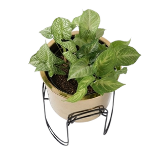 Support en fer pour plantes, pot à fleurs en métal fini or, pot décoratif pour balcon, pots de jardin décoratifs faits à la main - Product Image 2