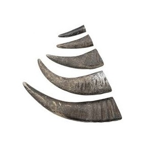 Cuerno de Búfalo Natural Pulido, Artesanía India Ecológica, Color Natural, Estilo Amoroso, Artículo Coleccionable, Venta al Por Mayor - Product Image 5