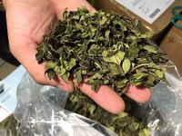 Penawaran Spesial Teh Herbal Moringa/ Teh Daun Moringa Potong/ Daun Moringa Kering Vietnam untuk Teh - Ms Kathy