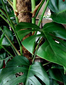 Poteau en fibre de coco – Noyau en bois robuste ou noyau en métal flexible |   Soutien naturel pour les Monstera, les Philodendron et les plantes grimpantes - Product Image 6