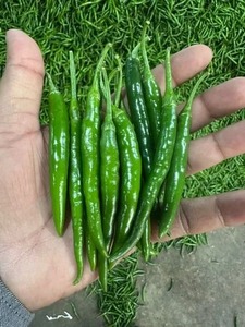 Piments verts de haute qualité, saveur riche, fraîcheur naturelle, pour la cuisine quotidienne, qualité supérieure disponible, prix d'exportation, boîte de 4,5 kg, Grace - Product Image 1