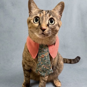 Cravate pour chien en soie de qualité supérieure, technique Tango-Chirimen, tissu texturé haut de gamme, vert japonais profond (S) (M) (L) (XL) - Product Image 3