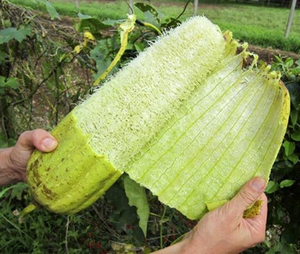 Éponge naturelle de loofah disponible, écologique, durable, biodégradable, pour la vaisselle de cuisine, fournisseur en gros - Product Image 6