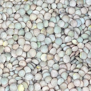 Lentejas Verdes Secas Premium 100% Preparadas para Compradores Mayoristas de Alimentos, Calidad Natural y Empaques Seguros para Exportación a Granel - Product Image 5