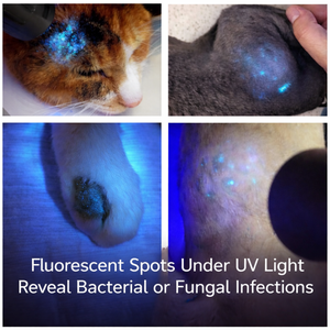 Strumento Veterinario Multifunzionale per l'Analisi della Pelle di Gatti e Animali Domestici, Attrezzatura Diagnostica Sostenibile per Funghi Urinari - Product Image 6