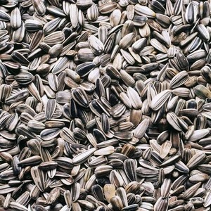 Graines de tournesol noires de haute qualité pour l'alimentation des oiseaux, séchées - Vente en gros de noyaux bruts - Product Image 1