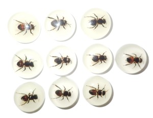 Honey <b>Bee</b> Real Specimen Plastic Cabochon Round 25x25 mm Glow Flat Bottom for Crafts and Jewelry Making - Product Image 1