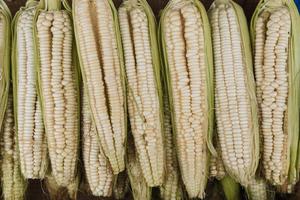Maíz Blanco Glutinoso Brasileño para la Industria Alimentaria, Grano Seco de Alta Pureza con 3 Años de Vida Útil para Procesamiento y Distribución - Product Image 4