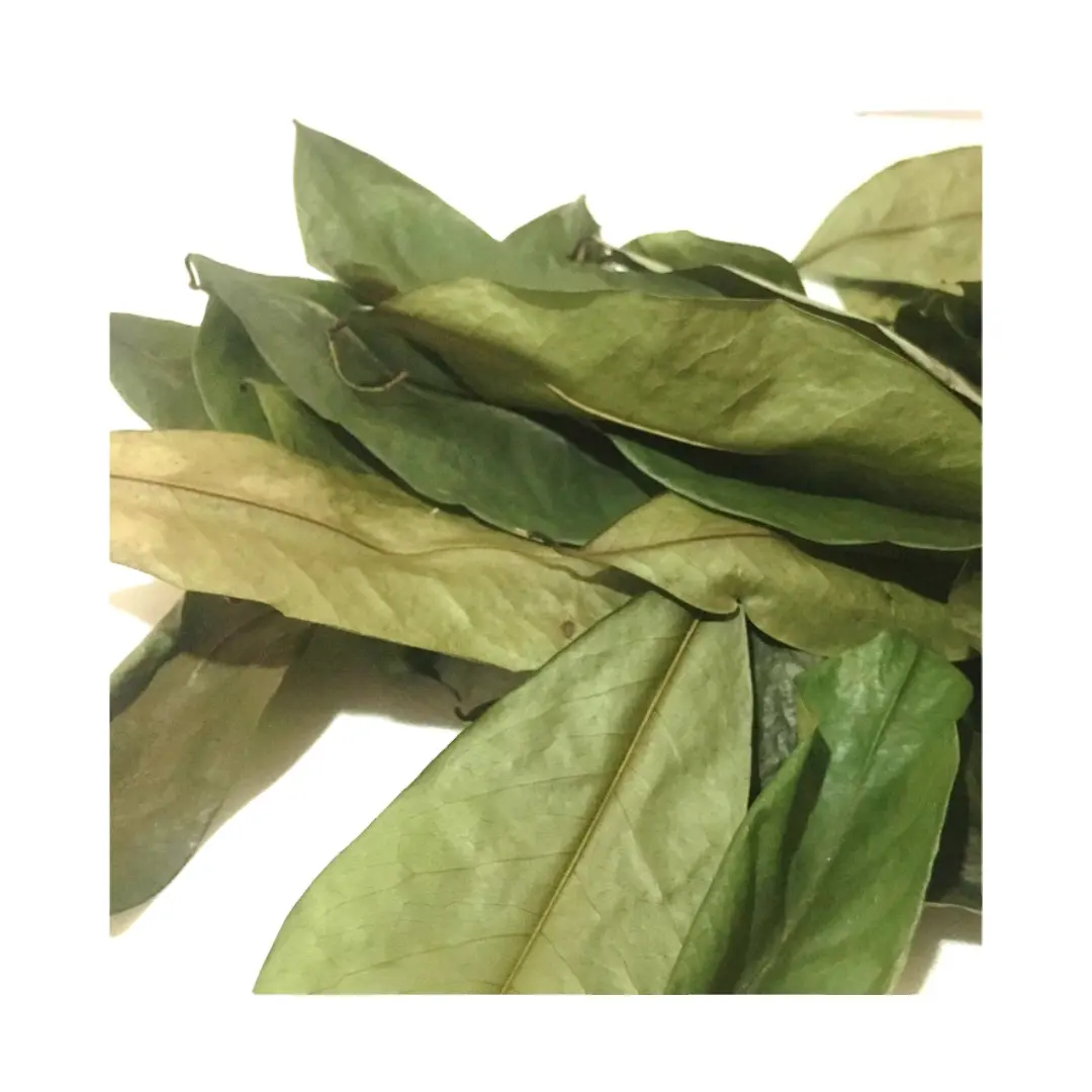Cheap Price Dried Soursop Leaf - Dried Graviola leaf For Making Herbal Tea Origin Vietnam For Exporting