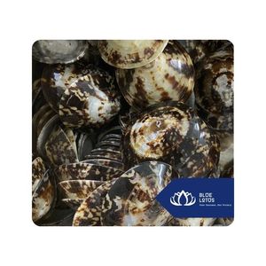 สินค้าขายดี |   เปลือกหอยลิมเพ็ตสำหรับงานตกแต่งทำมือ โครงการศิลปะ ผลิตของที่ระลึก และส่งออกเวียดนาม - Product Image 1