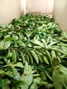 ใบฝรั่งแห้งสะอาดสำหรับชาสมุนไพร - Product Image 6