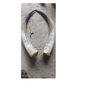 Último Diseño, Venta Caliente, Par de Cuernos con Pieza Antigua de Cuerno Natural de Búfalo, Par de Piezas de Cuerno Natural - Product Image 3