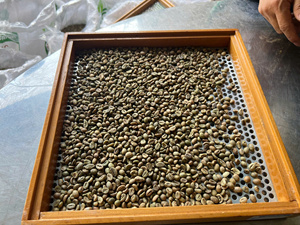 High <strong>Land</strong> Arabica Green <strong>Coffee</strong> Beans Pure Unroasted Grade 1 Bulk Supplier Worldwide Export Grade Green <strong>Coffee</strong> Bean - Product Image 2